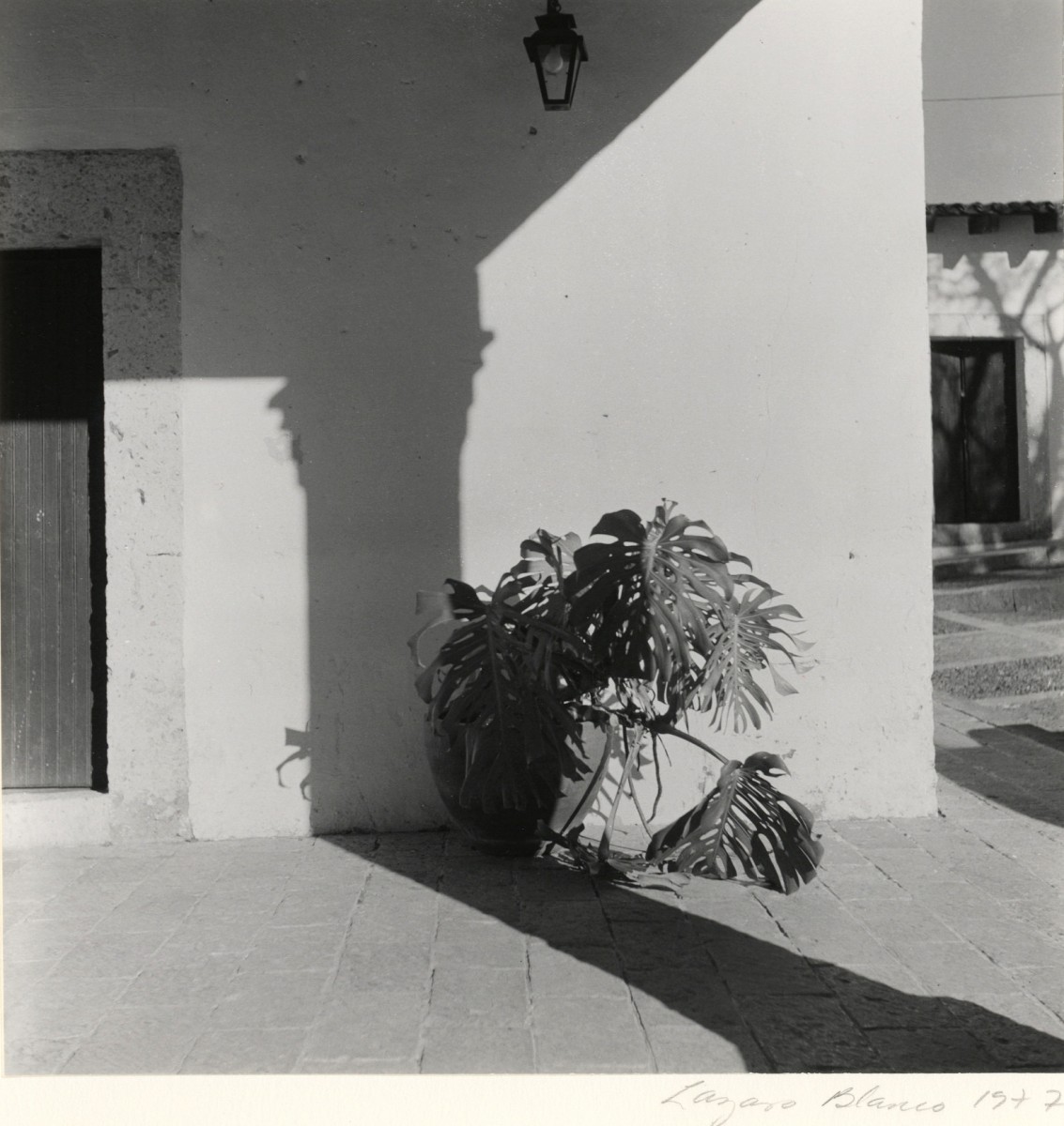Untitled (Plant on porch)
