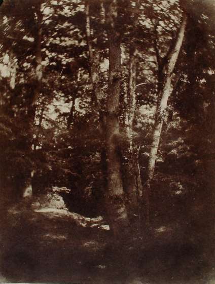 Forest Landscape