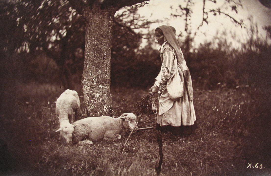 Shepherdess Under a Tree, with Two Sheep
