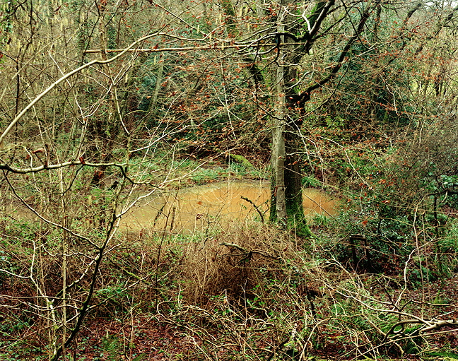 The Painter's Pool (catkins)