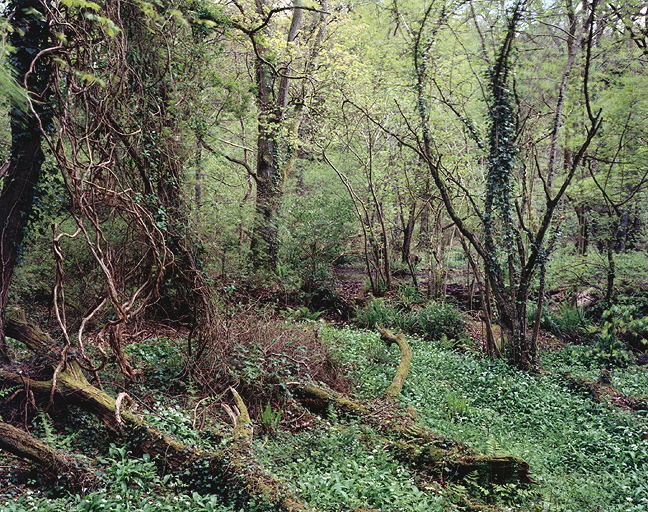 The Painter's Pool