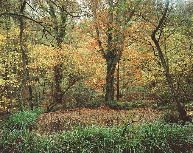 The Painter's Pool