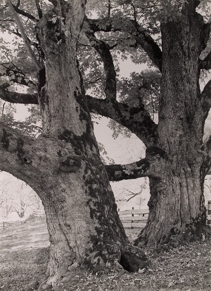 Ahornstamme ( Mountain Maple )