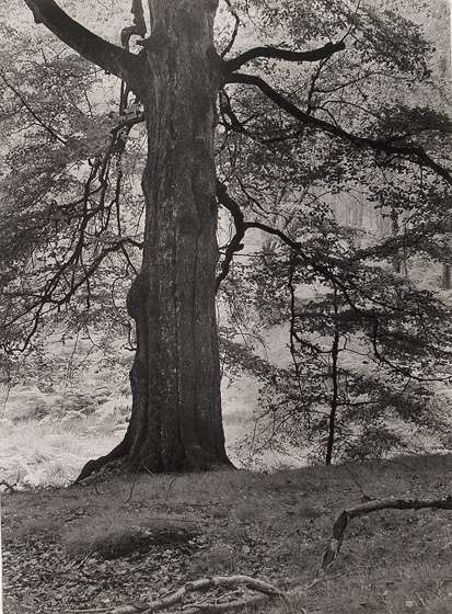 Rotbuche am Waldrand (Beech Tree)