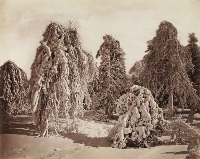 Ice Trees, Luna Island, Niagara