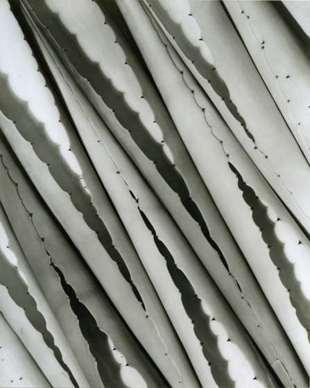 Agave Design 2