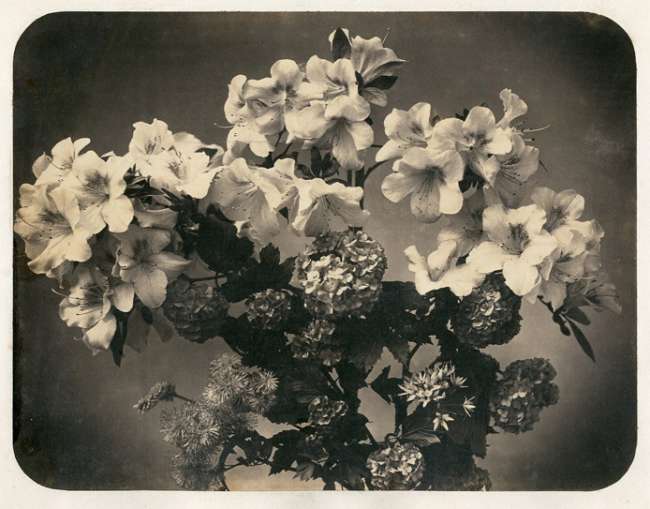 Flower Study with Azaleas