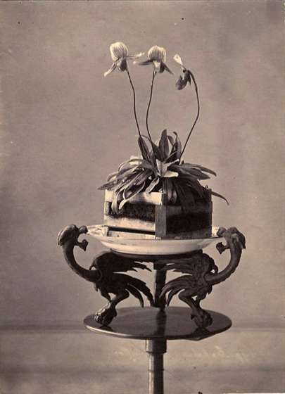Orchid on a Stand
