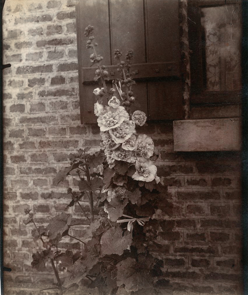 Rose trémiere (hollyhock)