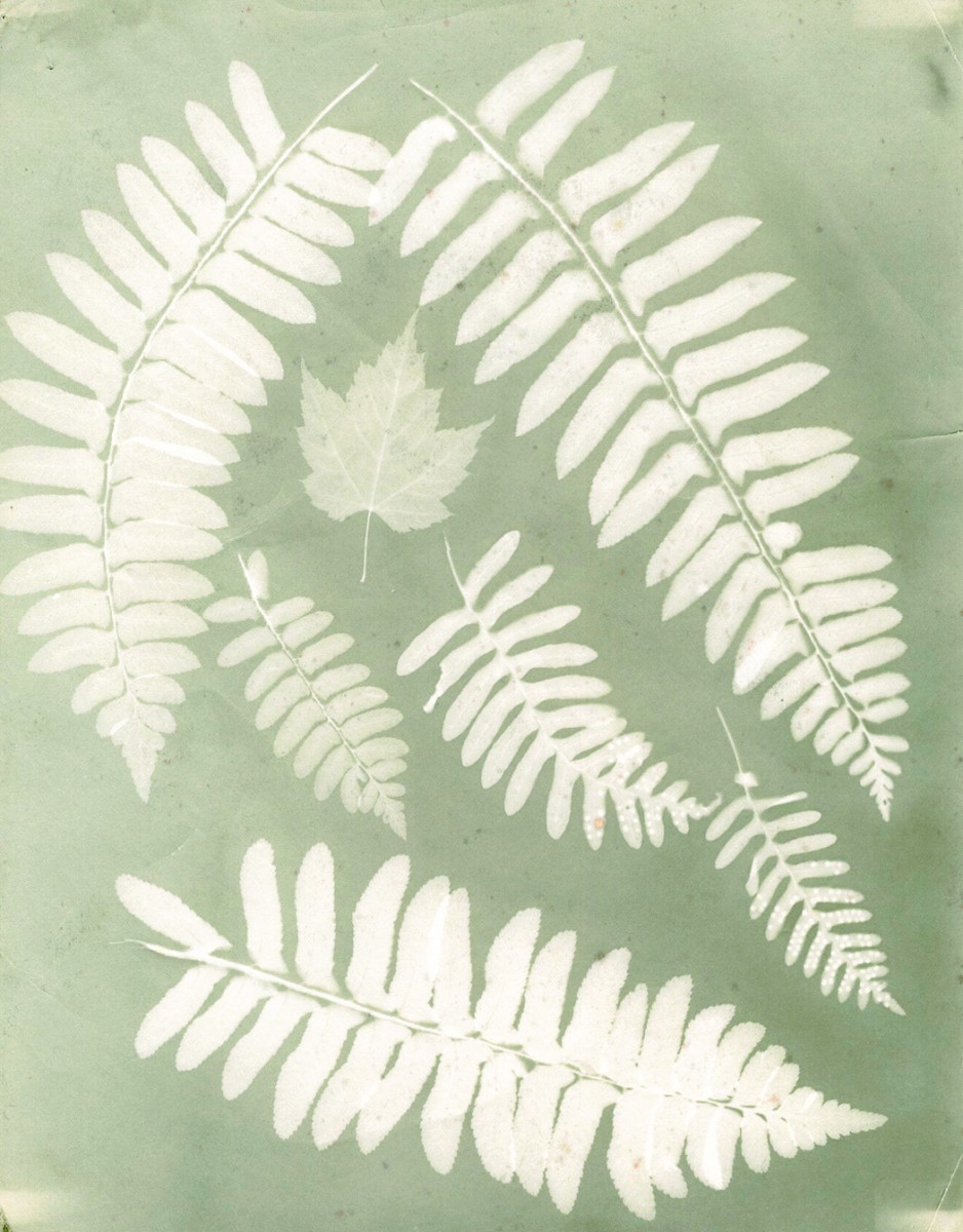 Photogram of Ferns and Leaves