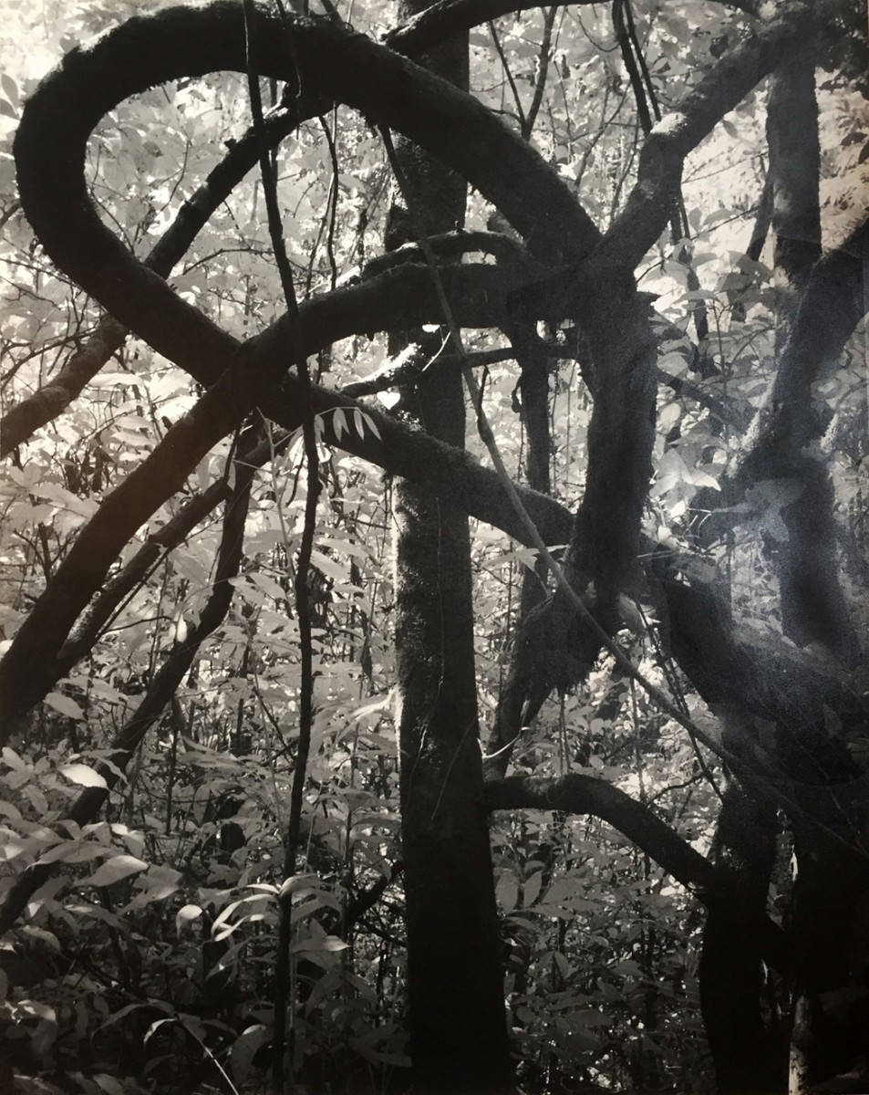 Trees and Vines