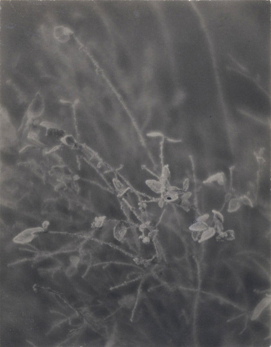 Small Plants