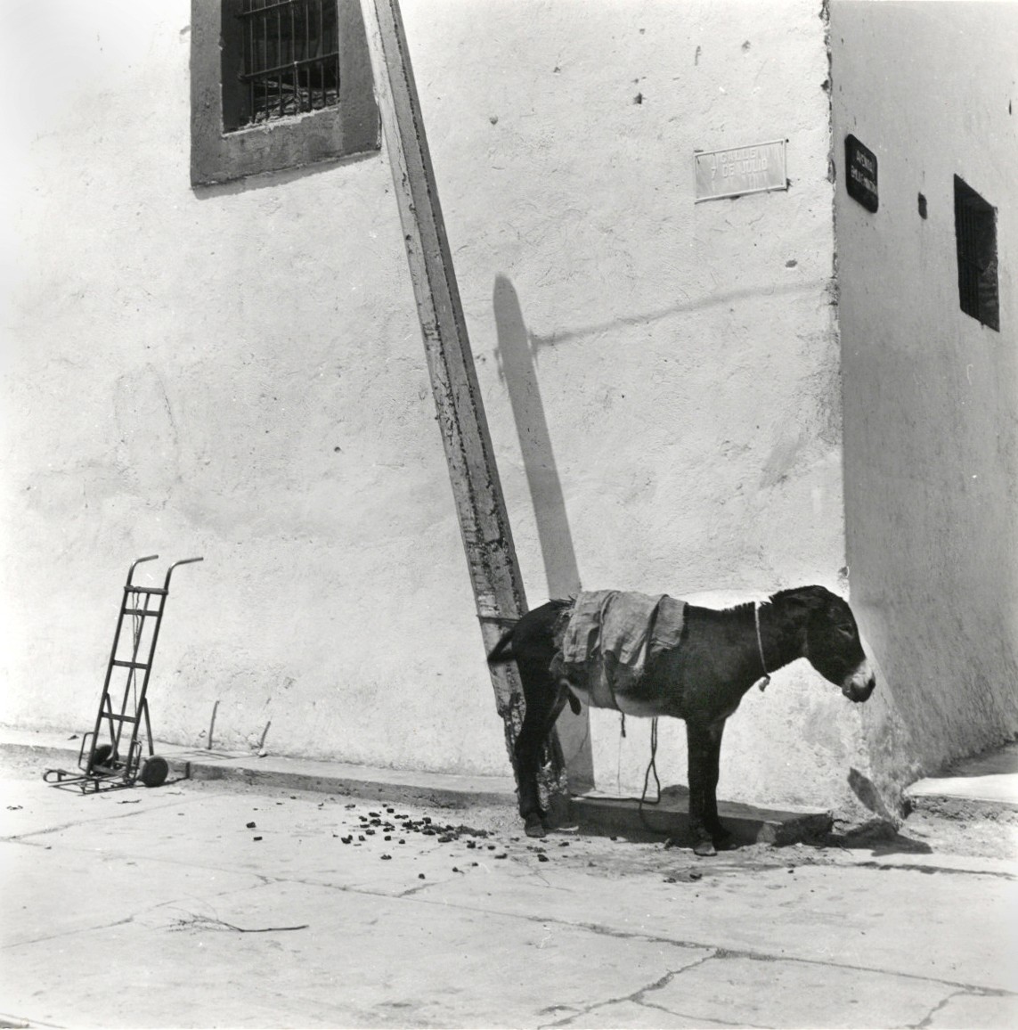 Untitled (donkey and wall)
