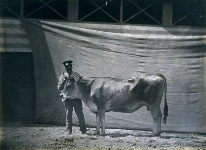 Vache Parthenaise, ag&eacute;e de 5 ans