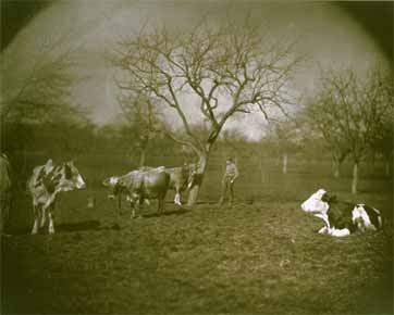 Study of Cows