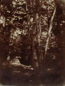 Forest Landscape