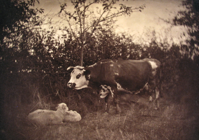 Cow and Two Sheep
