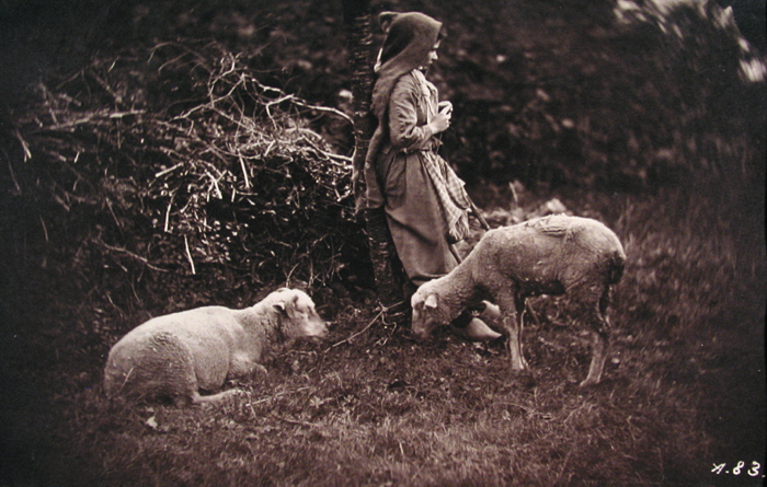 Young girl with two sheep