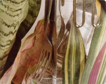 Untitled No. 8887 (Kitchen Still-Life)