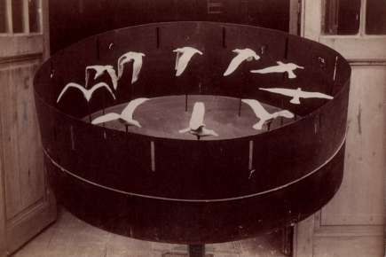 Zootrope with 10 sculpted gulls in successive attitudes of flight