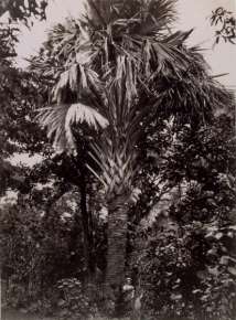 Grand Latanier, Ile de la Reunion,  Madagascar