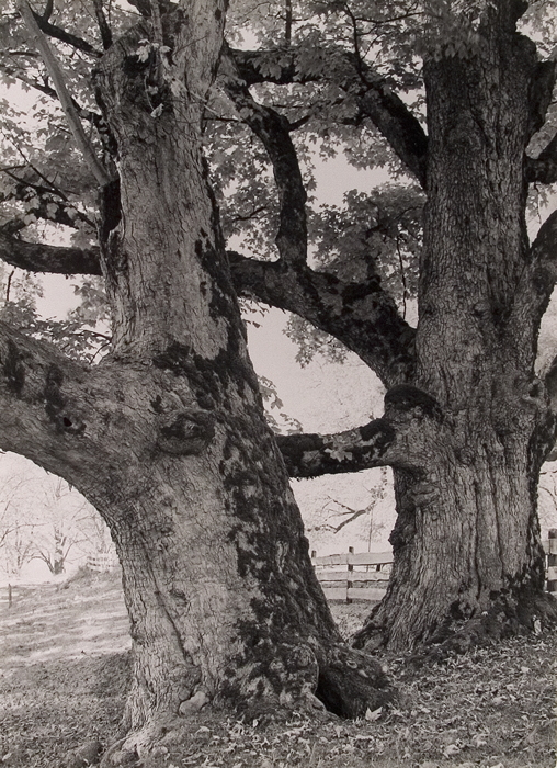 Ahornstamme ( Mountain Maple )