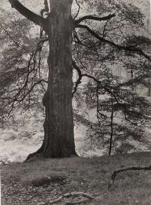 Rotbuche am Waldrand (Beech Tree)