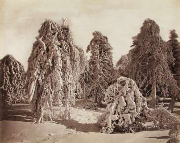 Ice Trees, Luna Island, Niagara
