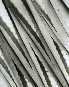 Agave Design 2
