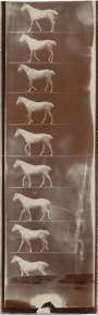 Horse (Cob) walking, unmounted