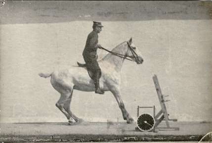 Horse (Mereille) mounted, halts before a jump