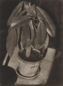 Rubber Plant (Der Gummibaum)