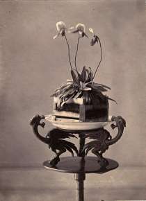 Orchid on a Stand