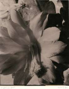 Cactus Blossom