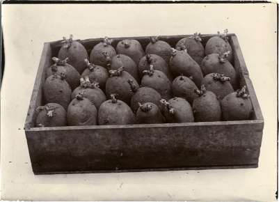 A box of sprouted seed potatoes ready for planting