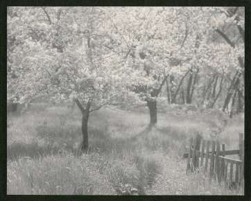 Apple Trees in Blossom