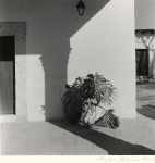 Untitled (Plant on porch)