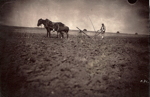 Farmer and horses plowing