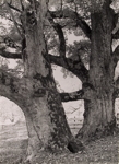 Ahornstamme ( Mountain Maple )