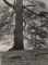 Rotbuche am Waldrand (Beech Tree)