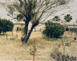 Tucson