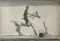 Horse (Mereille) mounted, halts before a jump