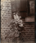 Rose trémiere (hollyhock)
