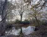 Leat, River Culm at Rewe