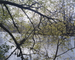 River Exe at Bickleigh