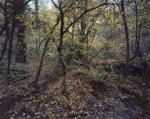 The confluence of two streams, Stoke Woods