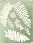 Photogram of Ferns and Leaves