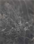 Small Plants