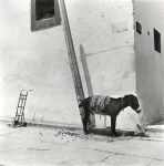 Untitled (donkey and wall)